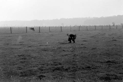 ARH NL Dierssen 0204/0008, Barreuschee sucht Champingnons, 1949