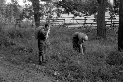 ARH NL Dierssen 0206/0019, Kastaniensucher, 1949