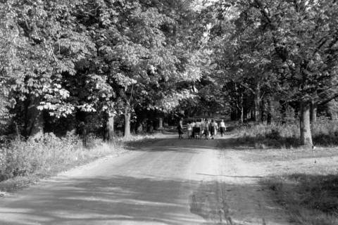 ARH NL Dierssen 0206/0022, Kastaniensucher, 1949