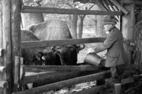 ARH NL Dierssen 0208/0001, Im Wisentgehege, 1949