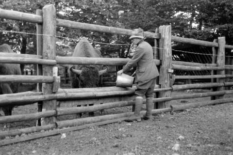 ARH NL Dierssen 0208/0003, Im Wisentgehege, 1949