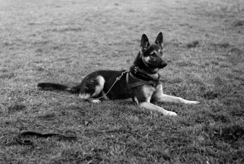 ARH NL Dierssen 0213/0018, Abrichteanstalt, Hasperde, 1949