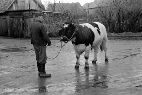 ARH NL Dierssen 1006/0001, Zuchtbulle (Landwirt Woltmann), 1950