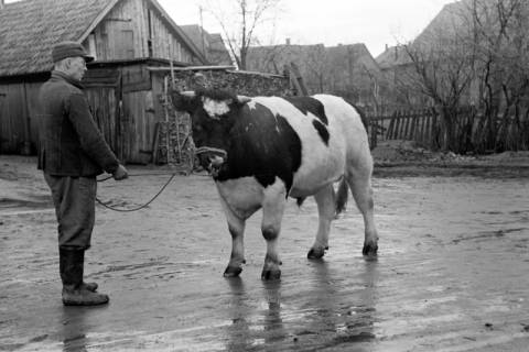 ARH NL Dierssen 1006/0002, Zuchtbulle (Landwirt Woltmann), 1950