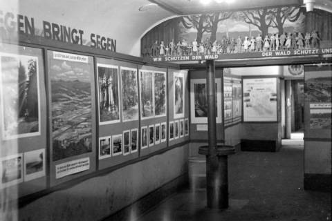 ARH NL Dierssen 1007/0001, Ausstellung "Deutscher Wald", 1950