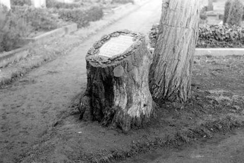 ARH NL Dierssen 1007/0002, Friedhof - Baumstumpf aus Stein als Grabstein, 1950