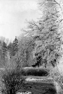 ARH NL Dierssen 1007/0010, Schnee und Reif im Garten des Landratsamtes, 1950