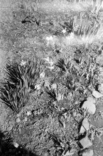 ARH NL Dierssen 1013/0002, Frühlingsblumen im Garten von Pastor Ziete, 1950