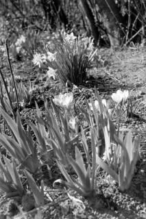 ARH NL Dierssen 1013/0004, Frühlingsblumen im Garten von Pastor Ziete, 1950