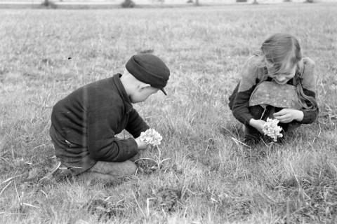 ARH NL Dierssen 1016/0004, Kinder mit Schlüsselblumen, 1950