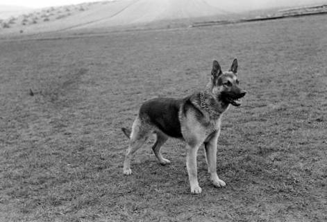 ARH NL Dierssen 1016/0009, Abrichteanstalt, 1950