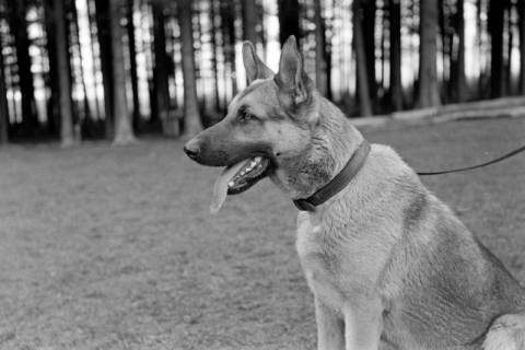 ARH NL Dierssen 1016/0011, Abrichteanstalt, 1950