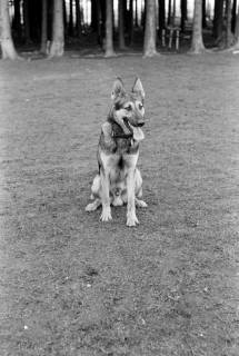 ARH NL Dierssen 1016/0013, Abrichteanstalt, 1950