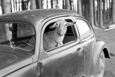 ARH NL Dierssen 1016/0020, Abrichteanstalt - Ziegenbock im Auto, 1950