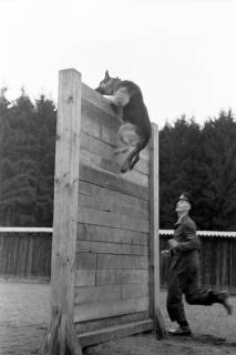 ARH NL Dierssen 1020/0019, Abrichteanstalt - Hund an 2,50 m Wand, Hasperde, 1950
