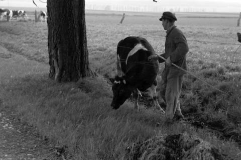 ARH NL Dierssen 1022/0016, Viehauftrieb in der Kaiserallee, 1950