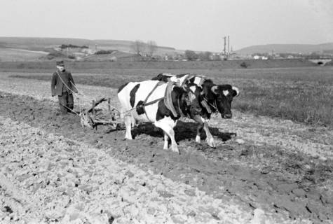 ARH NL Dierssen 1022/0024, Bauer Henk mit Ochsengespann, 1950