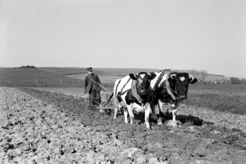 ARH NL Dierssen 1023/0001, Bauer Henk mit Ochsengespann, 1950