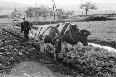 ARH NL Dierssen 1023/0004, Bauer Henk mit Ochsengespann, 1950