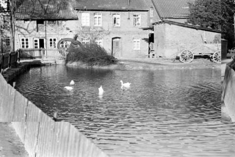 ARH NL Dierssen 1023/0010, Dorfteich mit Enten, 1950