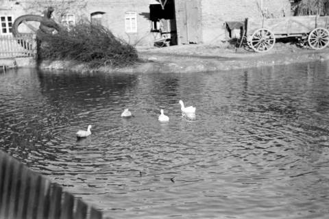 ARH NL Dierssen 1023/0011, Dorfteich mit Enten, 1950