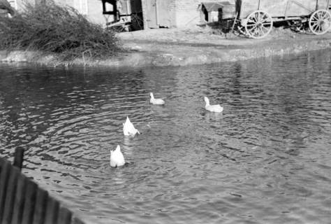 ARH NL Dierssen 1023/0012, Dorfteich mit Enten, 1950