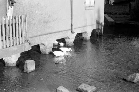 ARH NL Dierssen 1023/0014, Dorfteich mit Enten, 1950