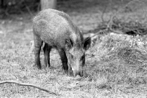 ARH NL Dierssen 1024/0017, Wildschweine im Saupark, 1950