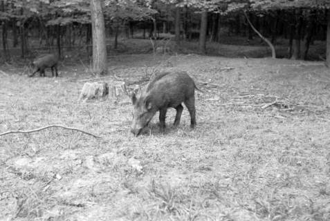 ARH NL Dierssen 1024/0018, Wildschweine im Saupark, 1950