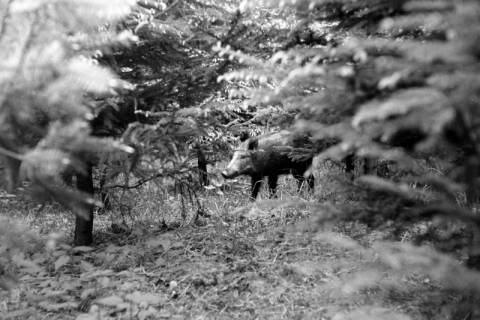 ARH NL Dierssen 1024/0021, Wildschweine im Saupark, 1950