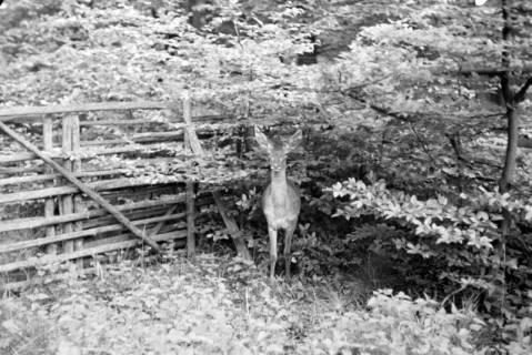 ARH NL Dierssen 1028/0018, Reh im Saupark, 1950