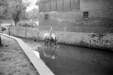 ARH NL Dierssen 1036/0022, Pferde im Rössingbach (gen. Beeke) unterhalb des Wehrs der Mühle, Rössing, 1950