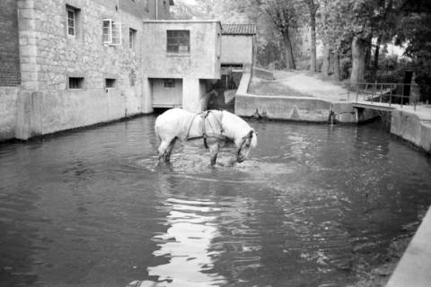ARH NL Dierssen 1036/0023, Pferde im Mühlenlook mit Wehr und Turbinenanbau im Hintergrund, Rössing, 1950