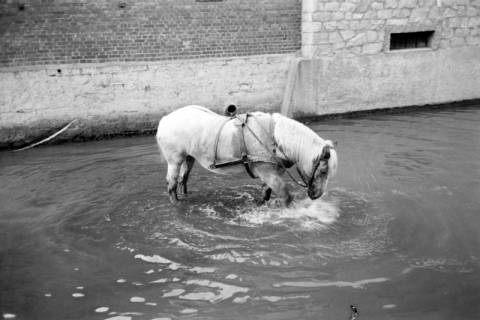 ARH NL Dierssen 1036/0024, Pferde im Mühlenteich, Rössing, 1950