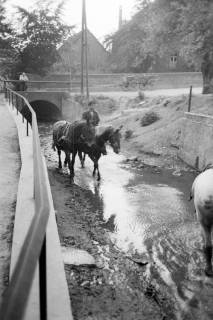 ARH NL Dierssen 1036/0025, Ackerpferde werden im Kolk unterhalb des Weges der Mühle gesäubert, Rössing, 1950