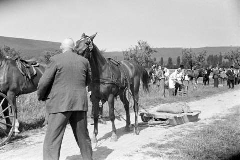 ARH NL Dierssen 1046/0018, Reitturnier, Springe, 1950