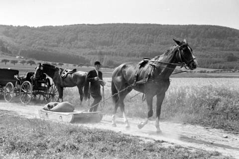 ARH NL Dierssen 1046/0023, Reitturnier, Springe, 1950