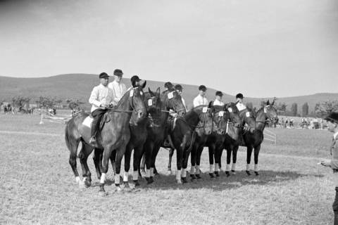 ARH NL Dierssen 1047/0004, Reitturnier, Springe, 1950