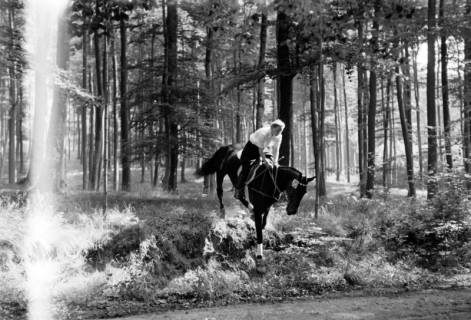 ARH NL Dierssen 1047/0010, Reitturnier, Springe, 1950