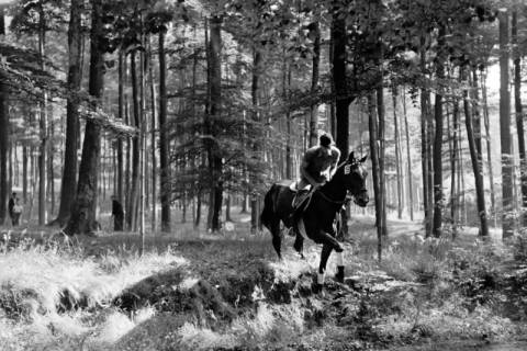ARH NL Dierssen 1047/0011, Reitturnier, Springe, 1950