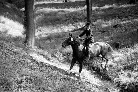 ARH NL Dierssen 1047/0017, Reitturnier, Springe, 1950