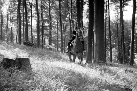 ARH NL Dierssen 1047/0020, Reitturnier, Springe, 1950