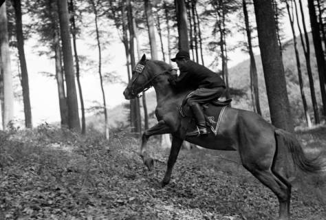 ARH NL Dierssen 1047/0024, Reitturnier, Springe, 1950