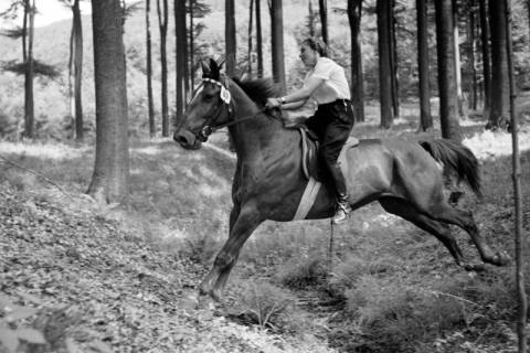 ARH NL Dierssen 1047/0027, Reitturnier, Springe, 1950
