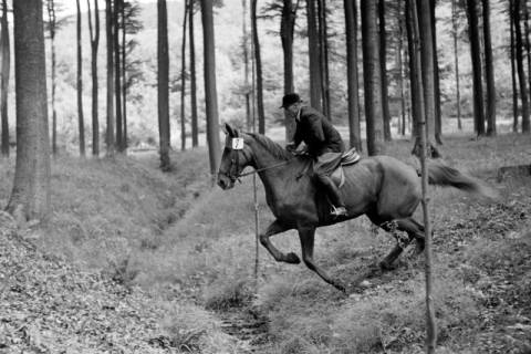 ARH NL Dierssen 1048/0004, Reitturnier, Springe, 1950