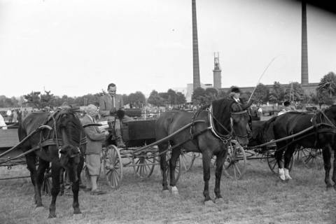ARH NL Dierssen 1048/0012, Reitturnier, Springe, 1950