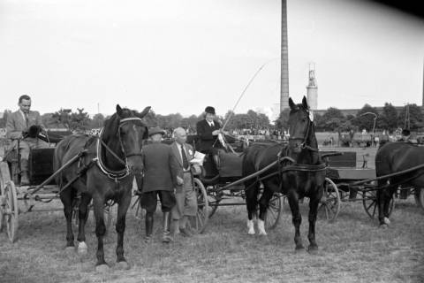 ARH NL Dierssen 1048/0013, Reitturnier, Springe, 1950