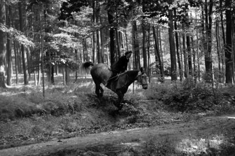 ARH NL Dierssen 1048/0022, Reitturnier, Springe, 1950
