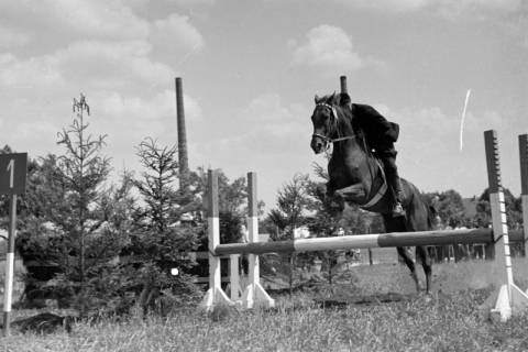 ARH NL Dierssen 1048/0025, Reitturnier, Springe, 1950