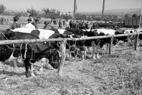 ARH NL Dierssen 1049/0009, Viehmarkt auf dem Reitturnier, Springe, 1950